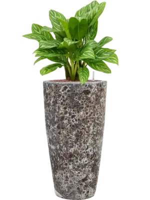 Hydroculture