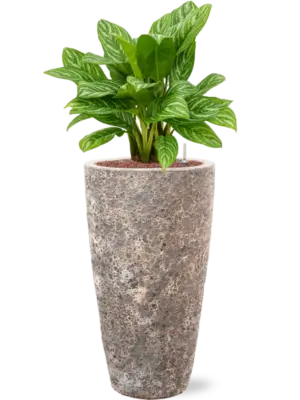 Hydroculture