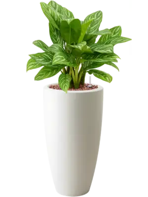 Hydroculture