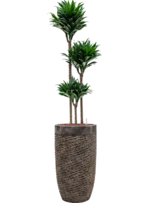 Hydroculture