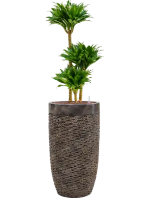 Hydroculture