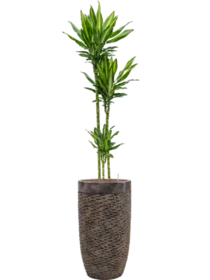 Hydroculture