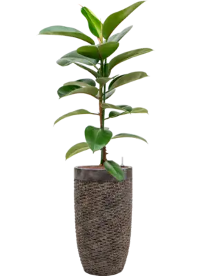 Hydroculture