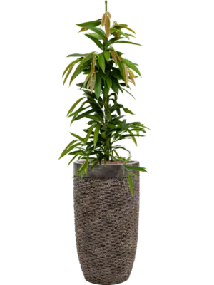 Hydroculture