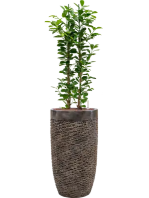 Hydroculture