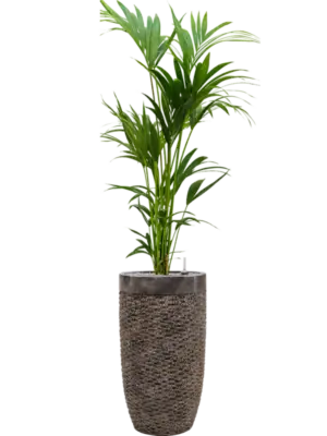 Soil (Vulkastrat)