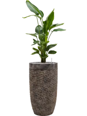 Soil (Vulkastrat)
