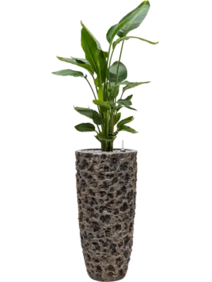 Soil (Vulkastrat)