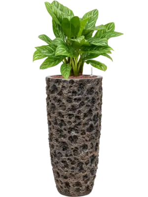 Hydroculture