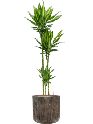 Hydroculture