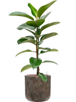 Hydroculture