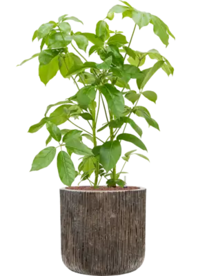 Hydroculture