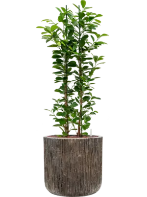 Hydroculture