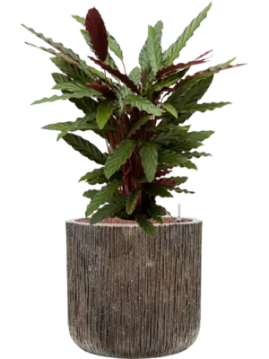 Hydroculture