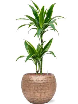 Hydroculture