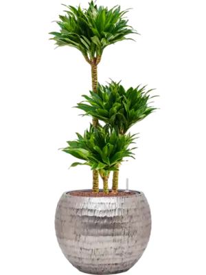 Hydroculture