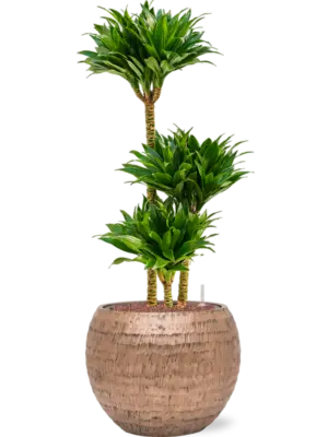 Hydroculture