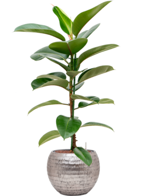 Hydroculture