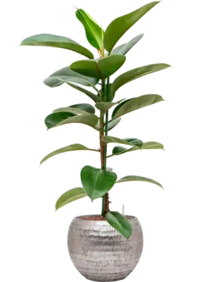 Hydroculture
