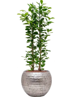 Hydroculture
