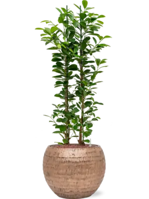 Hydroculture