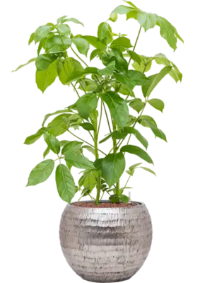 Hydroculture