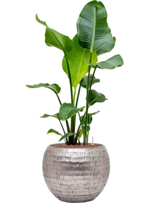 Hydroculture