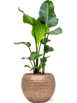 Hydroculture