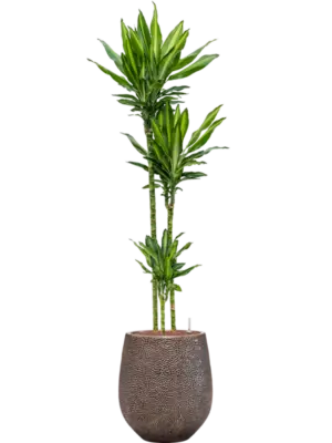 Hydroculture