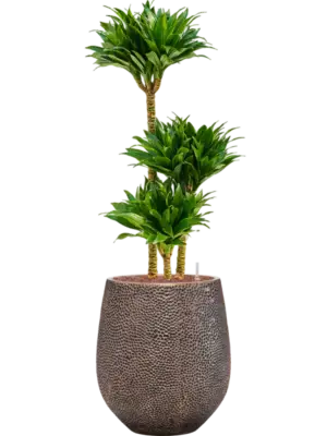 Hydroculture
