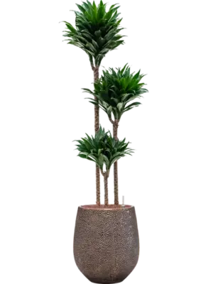 Hydroculture