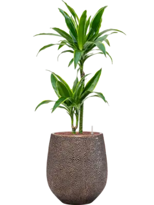 Hydroculture