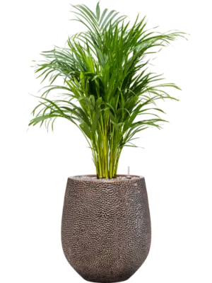 Soil (Vulkastrat)