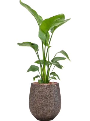 Soil (Vulkastrat) with Bark