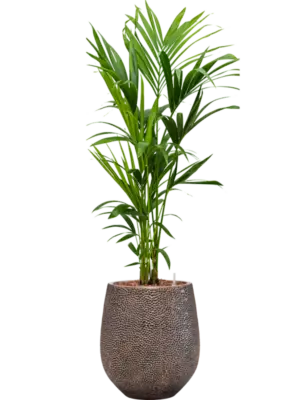 Soil (Vulkastrat) with Bark