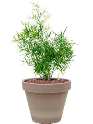 Hydroculture