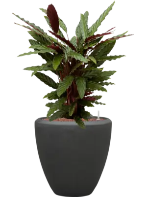 Hydroculture