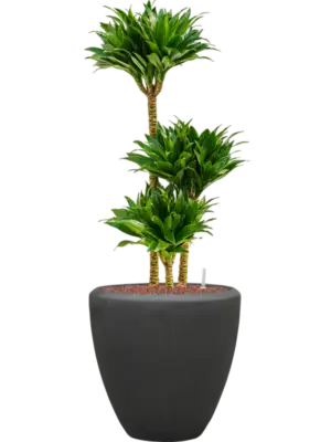 Hydroculture