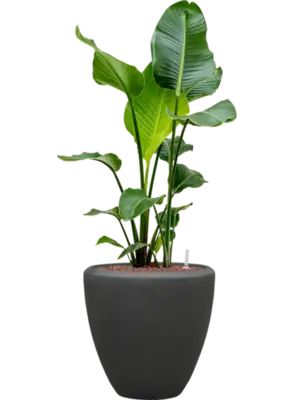 Hydroculture