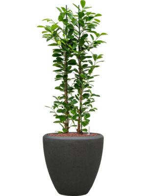 Hydroculture