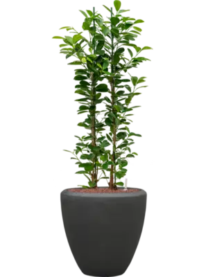 Hydroculture