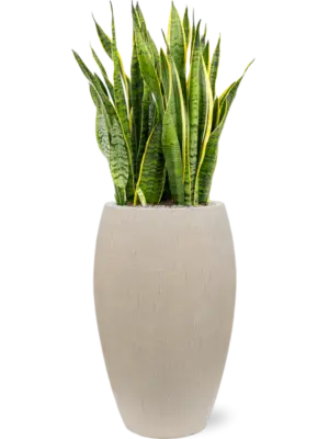 Soil (Vulkastrat)