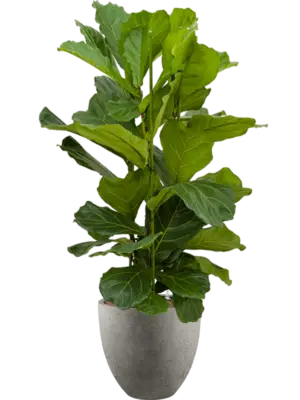 Hydroculture
