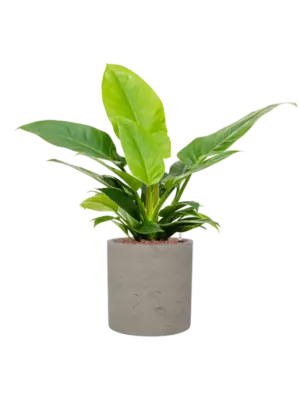 Hydroculture