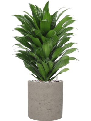 Soil (Vulkastrat)