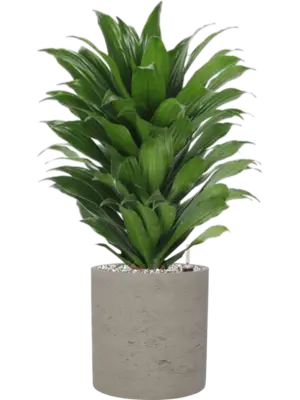 Soil (Vulkastrat)