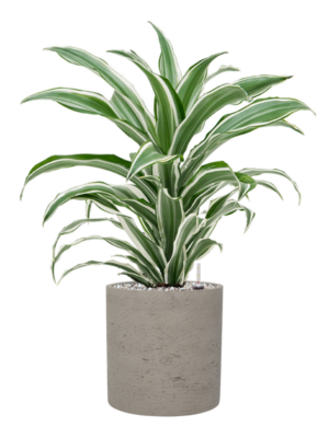 Soil (Vulkastrat)