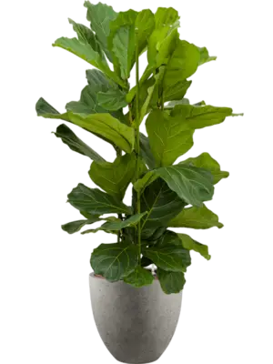 Hydroculture