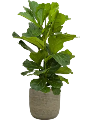 Hydroculture