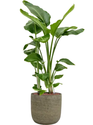 Hydroculture